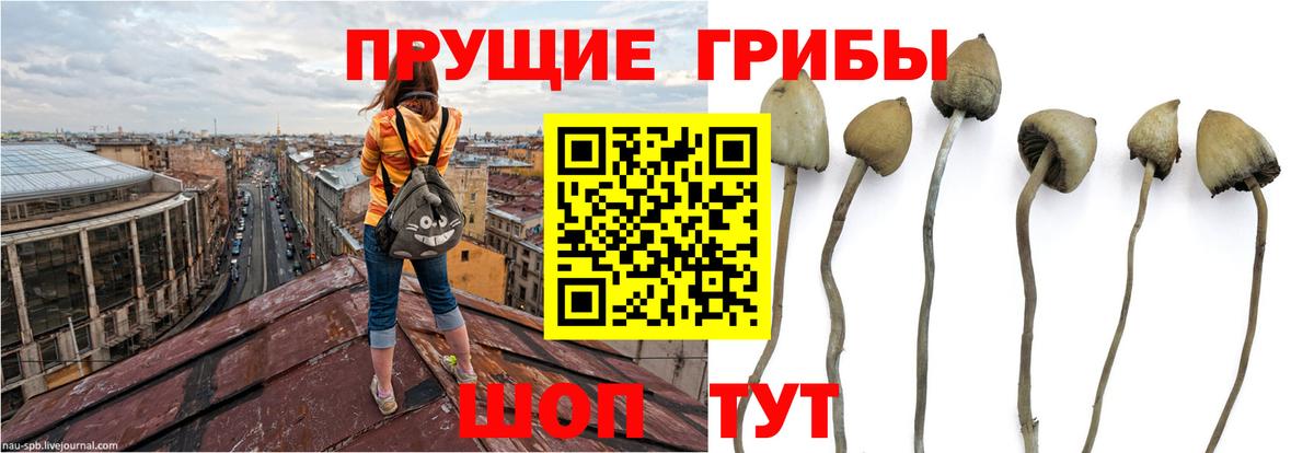 Дзержинский  Галлюциногенные грибы мухоморы  Вход с VPN  Галлюциногенные грибы Psilocybe 